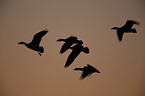 snow geese