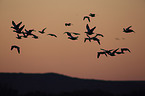 snow geese