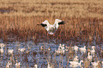 snow geese