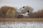 snow geese