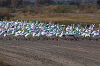 snow geese