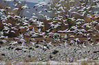 snow geese