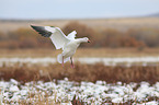 snow goose