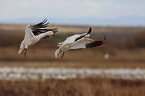 snow geese