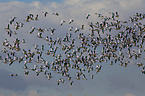 snow geese