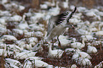 snow geese