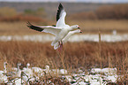 snow geese