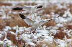 snow geese