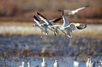 snow geese