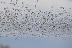 snow geese