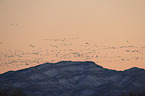 snow geese