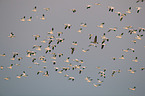 snow geese