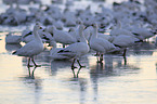 snow geese