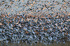 snow geese