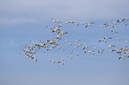 snow geese