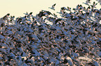 snow geese