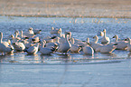 snow geese