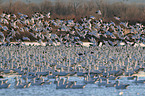 snow geese