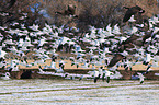 snow geese