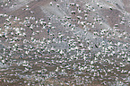 snow geese