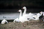 snow geese