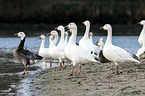 snow geese