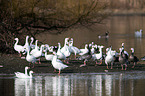 snow geese