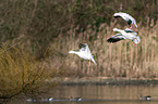 snow geese