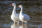 snow geese