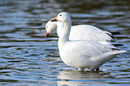 snow geese