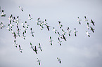 snow geese