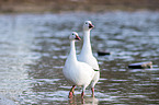 snow geese