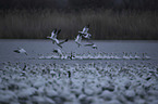 Snow Geese