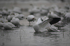 Snow Geese