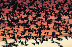 flying Snow Geese