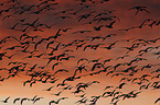 flying Snow Geese