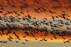 flying Snow Geese