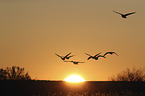 snow geese