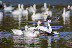 snow geese