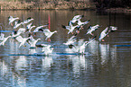 snow geese