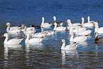 snow geese