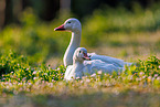 snow geese