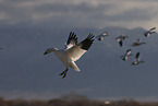 snow geese