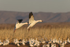 snow geese