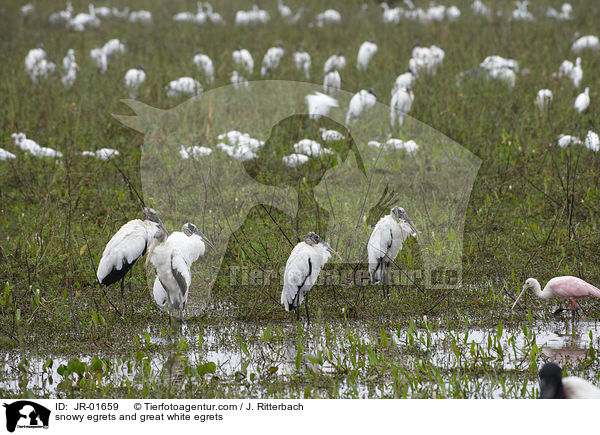 Schmuckreiher und Silberreiher / snowy egrets and great white egrets / JR-01659