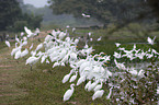 snowy egrets and great white egrets