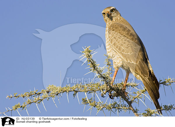 Weibrzel-Singhabicht / Somali chanting goshawk / HJ-03139