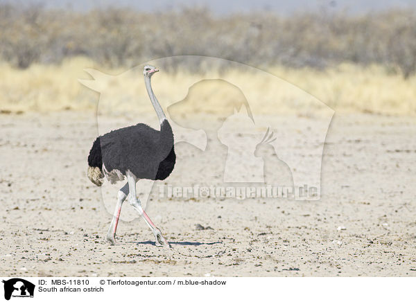 South african ostrich / MBS-11810