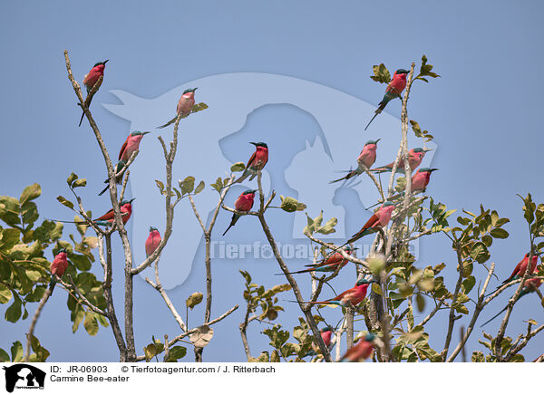 Karminspint / Carmine Bee-eater / JR-06903