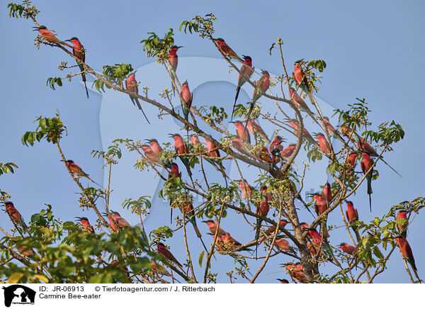 Karminspint / Carmine Bee-eater / JR-06913